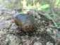 Osztott pöfeteg (Pisolithus arhizus), Budai-hegység